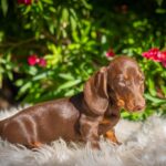 Hulk-male-miniature-dachshund-puppy-for-sale- (4)