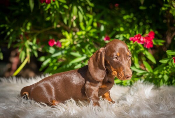 Hulk Miniature Dachshund