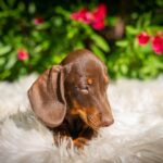 Hulk-male-miniature-dachshund-puppy-for-sale- (5)