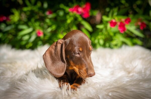 Hulk Miniature Dachshund