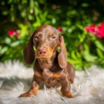 Hulk-male-miniature-dachshund-puppy-for-sale- (6)