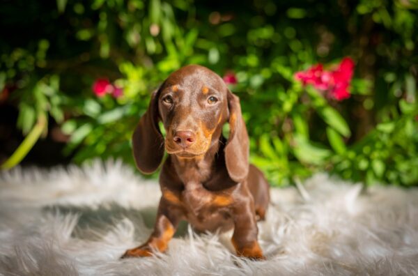 Hulk Miniature Dachshund