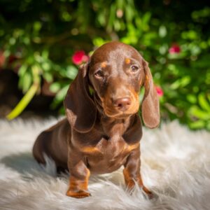 Hulk Miniature Dachshund