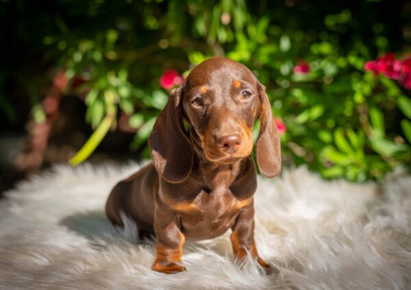 Hulk Miniature Dachshund