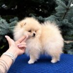 Ice-male-Pomeranian puppy-for-sale-1