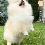 Ice-male-Pomeranian puppy-for-sale-2
