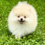 Ice-male-Pomeranian puppy-for-sale-3