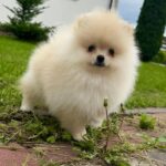 Ice-male-Pomeranian puppy-for-sale-4