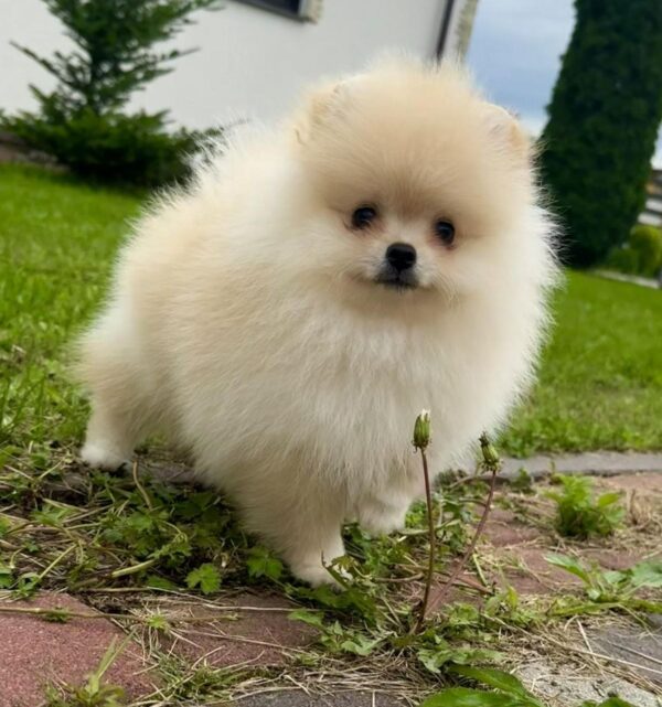 Ice Pomeranian