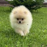 Ice-male-Pomeranian puppy-for-sale-5