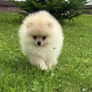 Ice Pomeranian