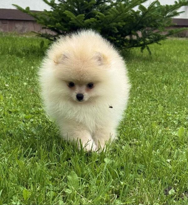 Ice Pomeranian