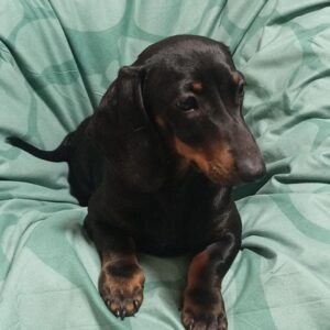 Idgie Miniature Dachshund