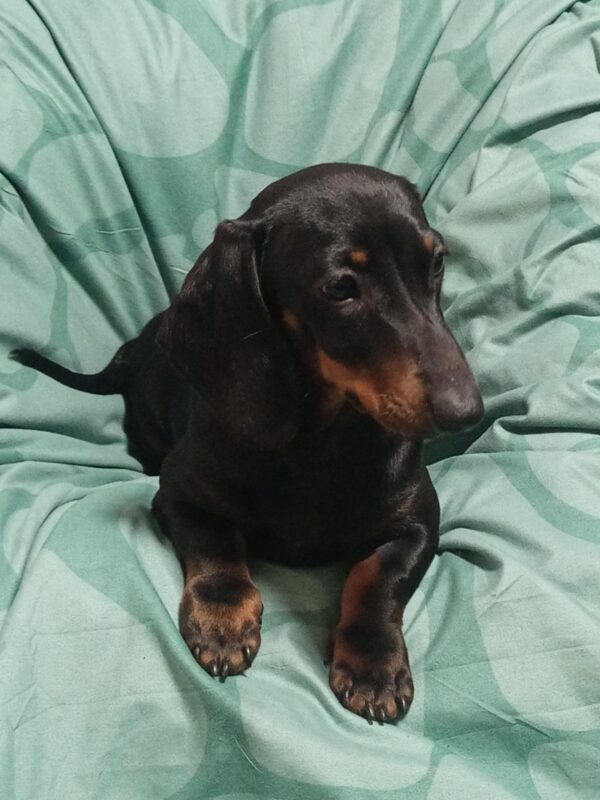 Idgie Miniature Dachshund Idgie Miniature Dachshund