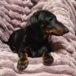 Idgie-female-miniature-dachshund-puppy-for-sale-1 (2)