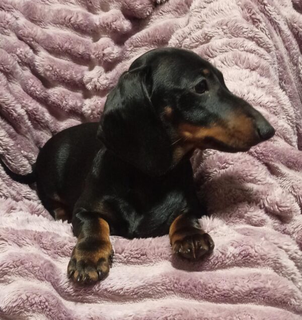 Idgie Miniature Dachshund Idgie Miniature Dachshund