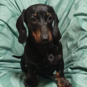Idgie Miniature Dachshund