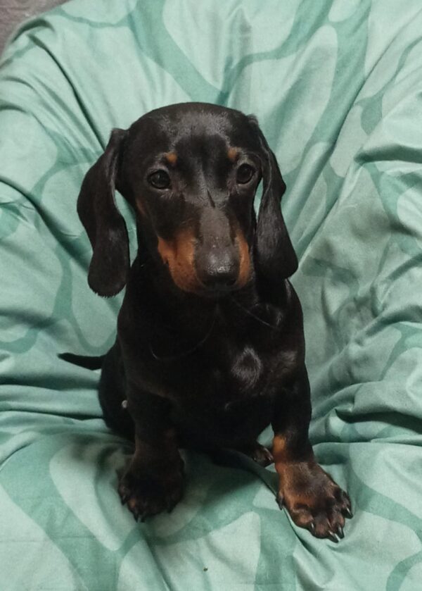 Idgie Miniature Dachshund Idgie Miniature Dachshund