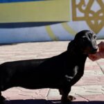 Idgie-female-miniature-dachshund-puppy-for-sale-1 (4)