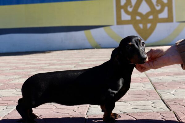 Idgie Miniature Dachshund Idgie Miniature Dachshund