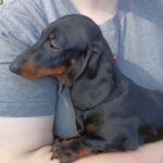 Idgie-female-miniature-dachshund-puppy-for-sale-1 (5)