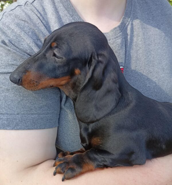 Idgie Miniature Dachshund Idgie Miniature Dachshund