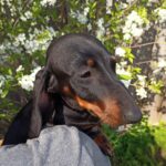 Idgie-female-miniature-dachshund-puppy-for-sale-1 (6)