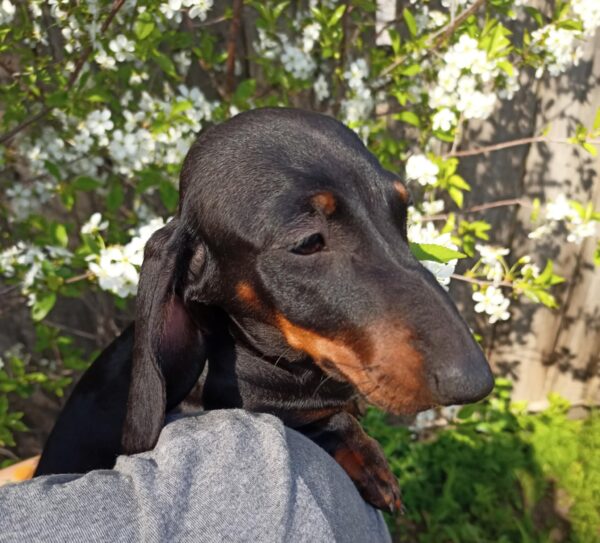 Idgie Miniature Dachshund Idgie Miniature Dachshund