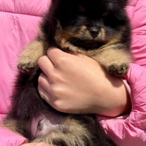 Ike Pomeranian Ike Pomeranian