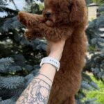 Iking-male-Toy-Poodle-puppy-for-sale-1