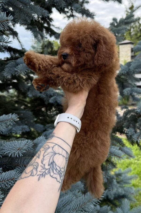 Iking Toy Poodle Iking Toy Poodle