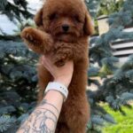 Iking-male-Toy-Poodle-puppy-for-sale-2