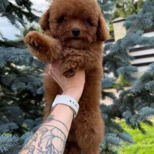 Iking Toy Poodle Iking Toy Poodle