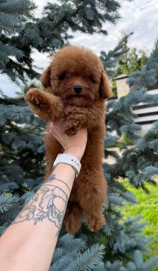 Iking Toy Poodle Iking Toy Poodle