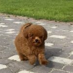 Iking-male-Toy-Poodle-puppy-for-sale-3