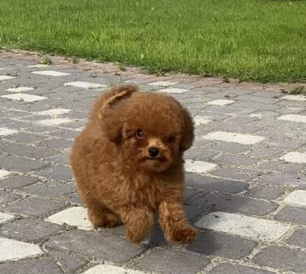 Iking Toy Poodle Iking Toy Poodle