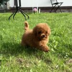 Iking-male-Toy-Poodle-puppy-for-sale-4