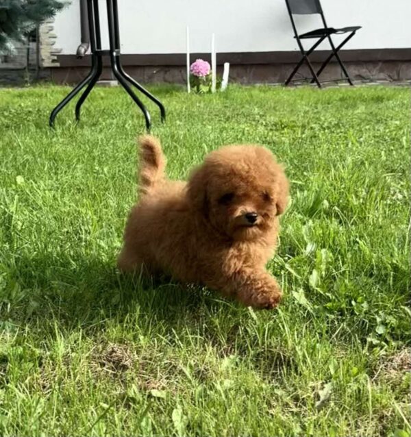 Iking Toy Poodle Iking Toy Poodle