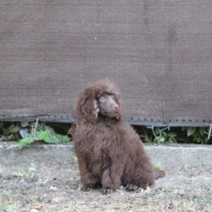 Jimi Miniature Poodle