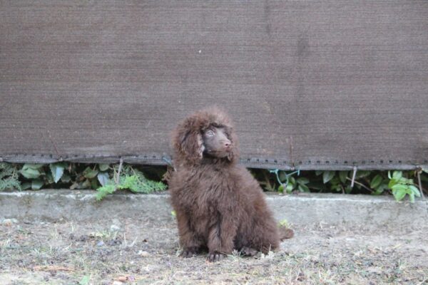 Jimi Miniature Poodle