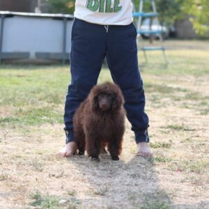 Jimi Miniature Poodle