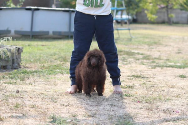 Jimi Miniature Poodle