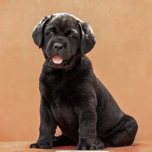 Kayla Labrador Retriever Kayla Labrador Retriever