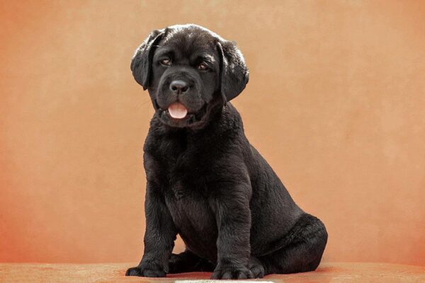 Kayla Labrador Retriever Kayla Labrador Retriever