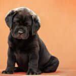Kayla-female-Labradr-puppy-for-sale-2