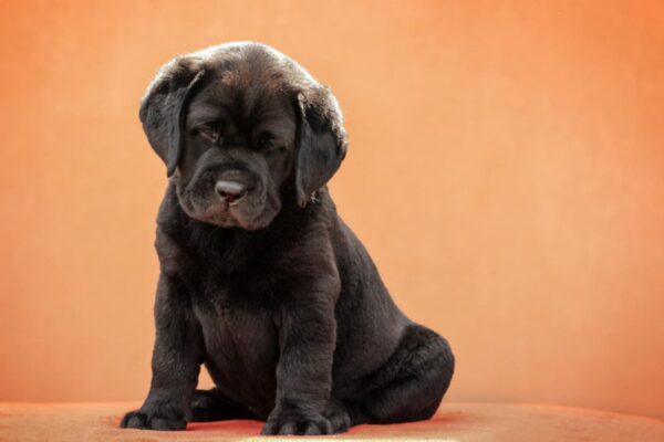 Kayla Labrador Retriever Kayla Labrador Retriever