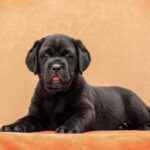 Kayla-female-Labradr-puppy-for-sale-3