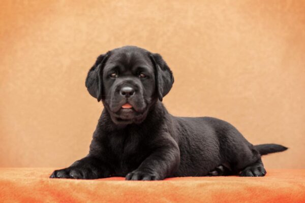 Kayla Labrador Retriever Kayla Labrador Retriever