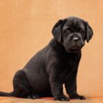 Kayla-female-Labradr-puppy-for-sale-4