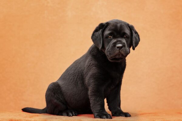 Kayla Labrador Retriever Kayla Labrador Retriever